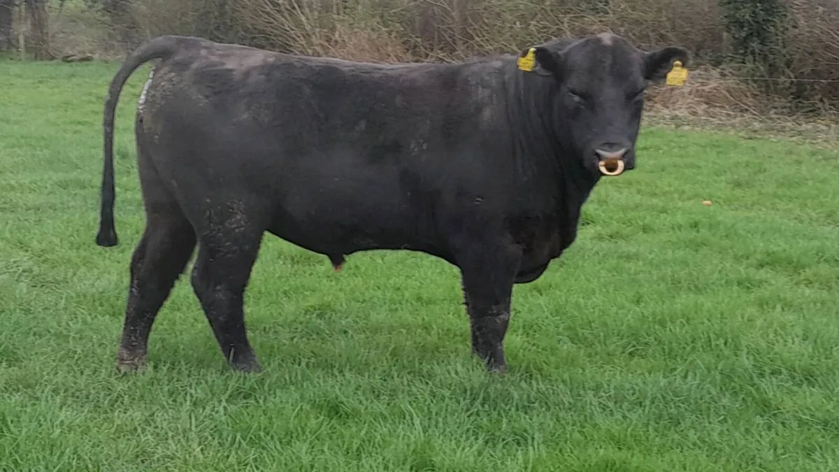 Pedigree angus bulls   BALLYBAY MART  1ST APRIL - Image 2
