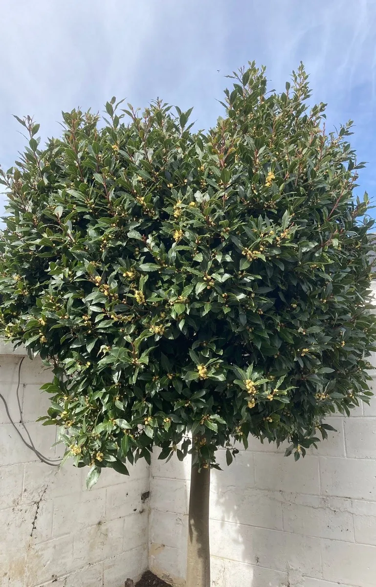 Bay Laurel - Laura’s Nobilis Tree - Image 1