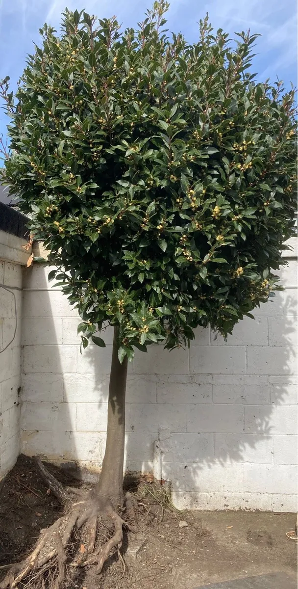 Bay Laurel - Laura’s Nobilis Tree - Image 2