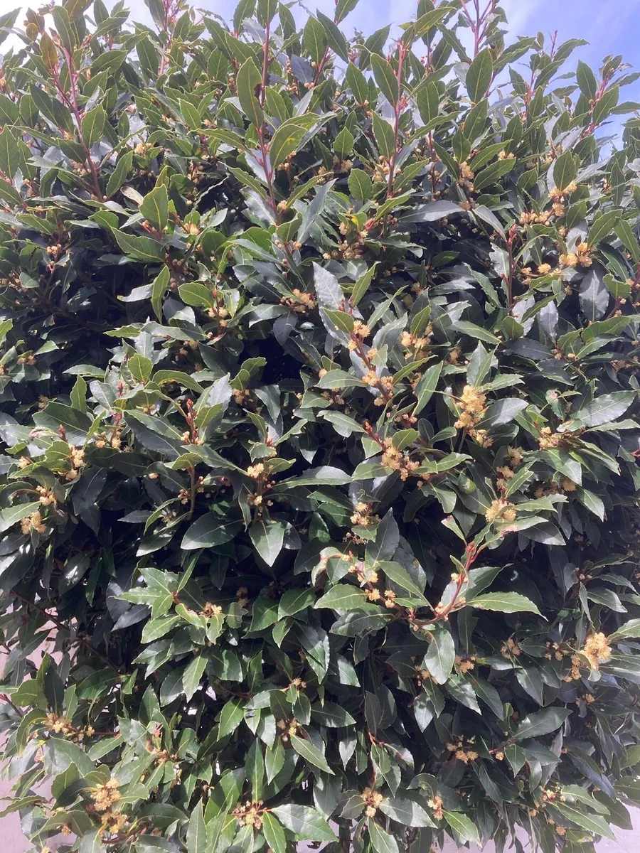 Bay Laurel - Laura’s Nobilis Tree - Image 3