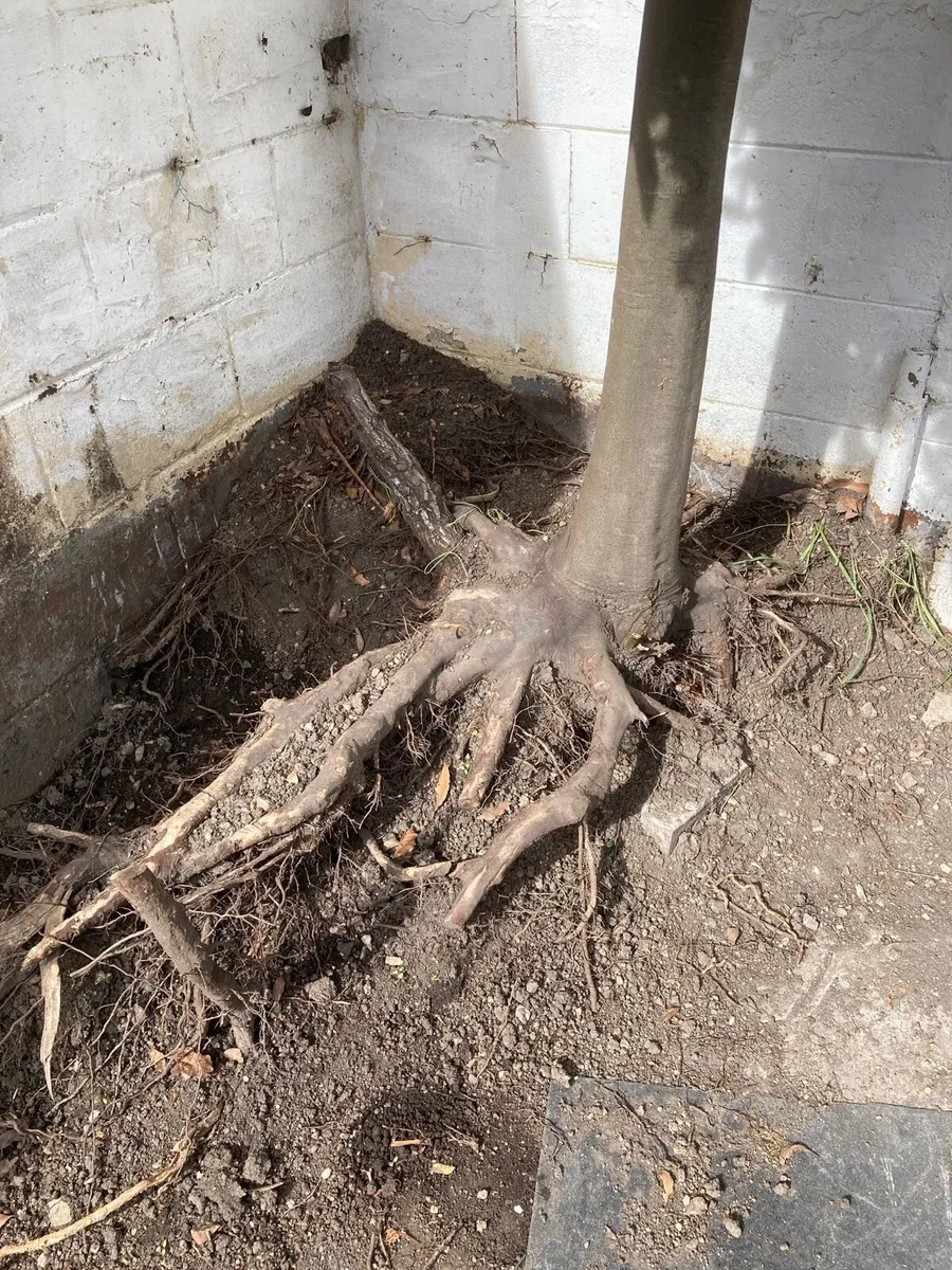 Bay Laurel - Laura’s Nobilis Tree - Image 4