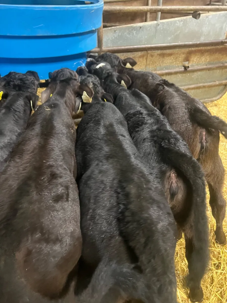 Strong AA heifer calf’s for sale - Image 1