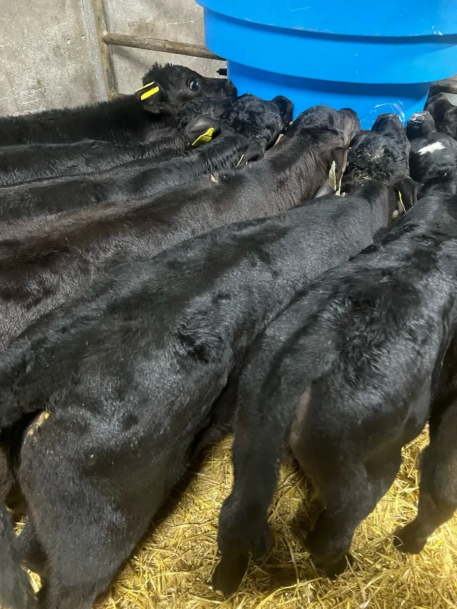 Strong AA heifer calf’s for sale - Image 2