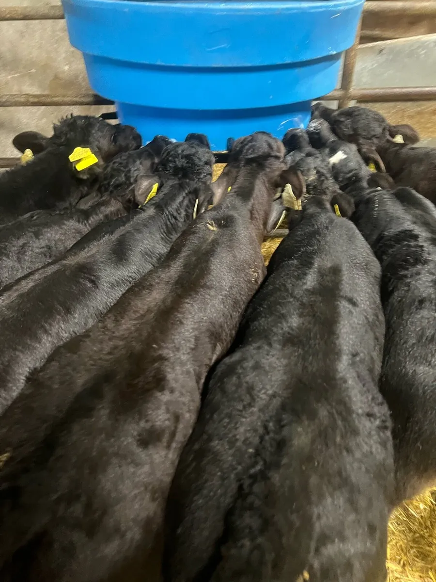 Strong AA heifer calf’s for sale - Image 3