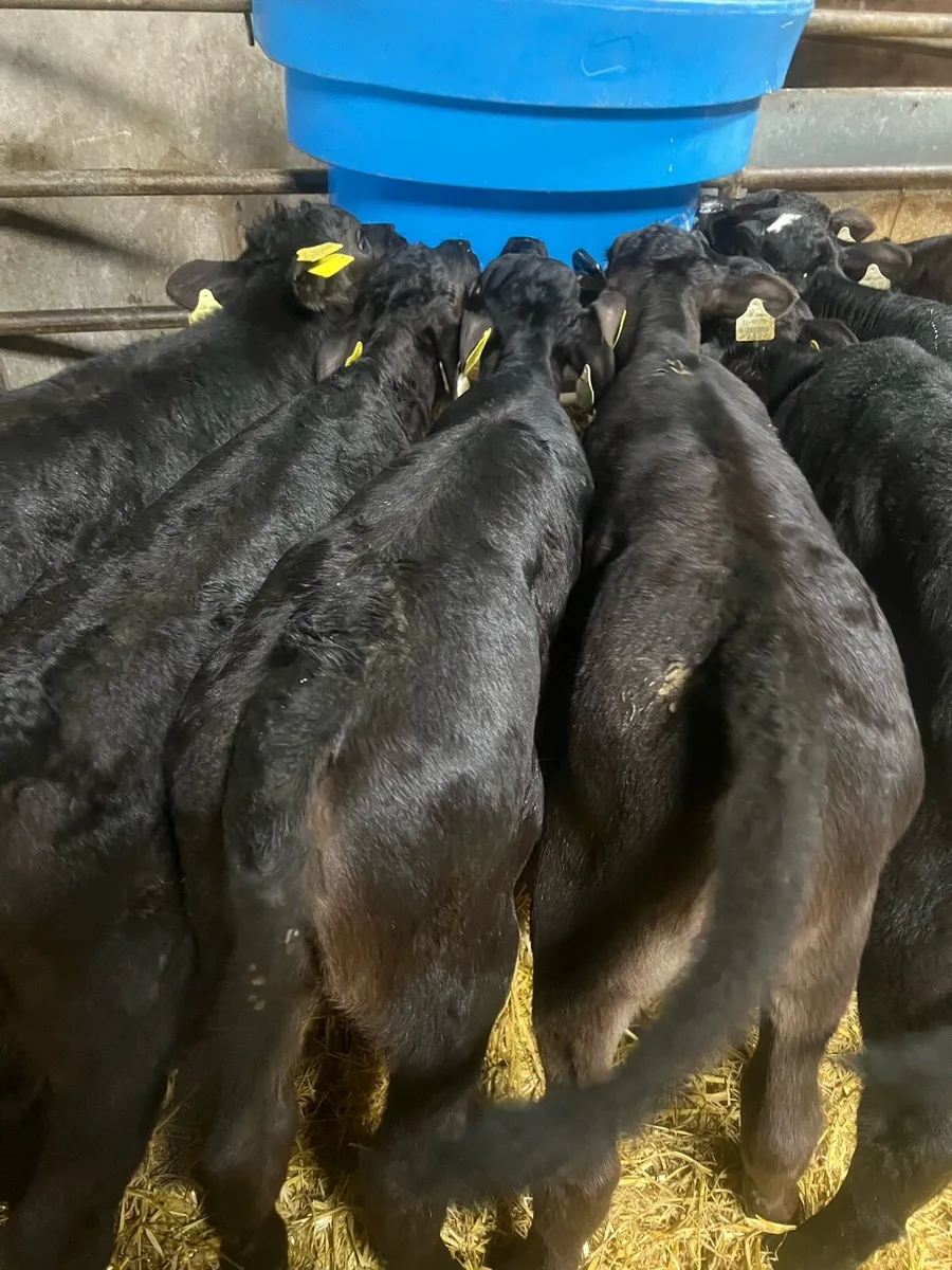 Strong AA heifer calf’s for sale - Image 4