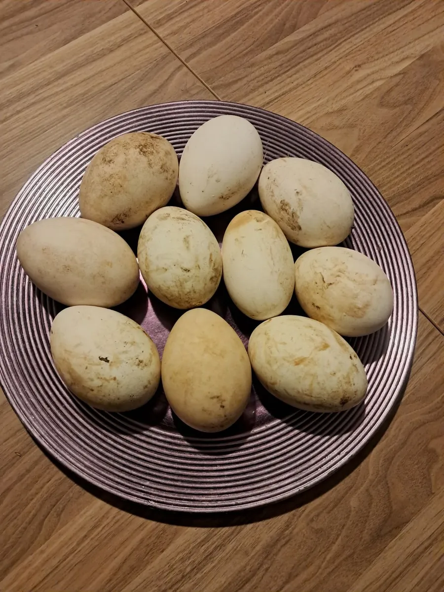 Geese eggs - Image 4