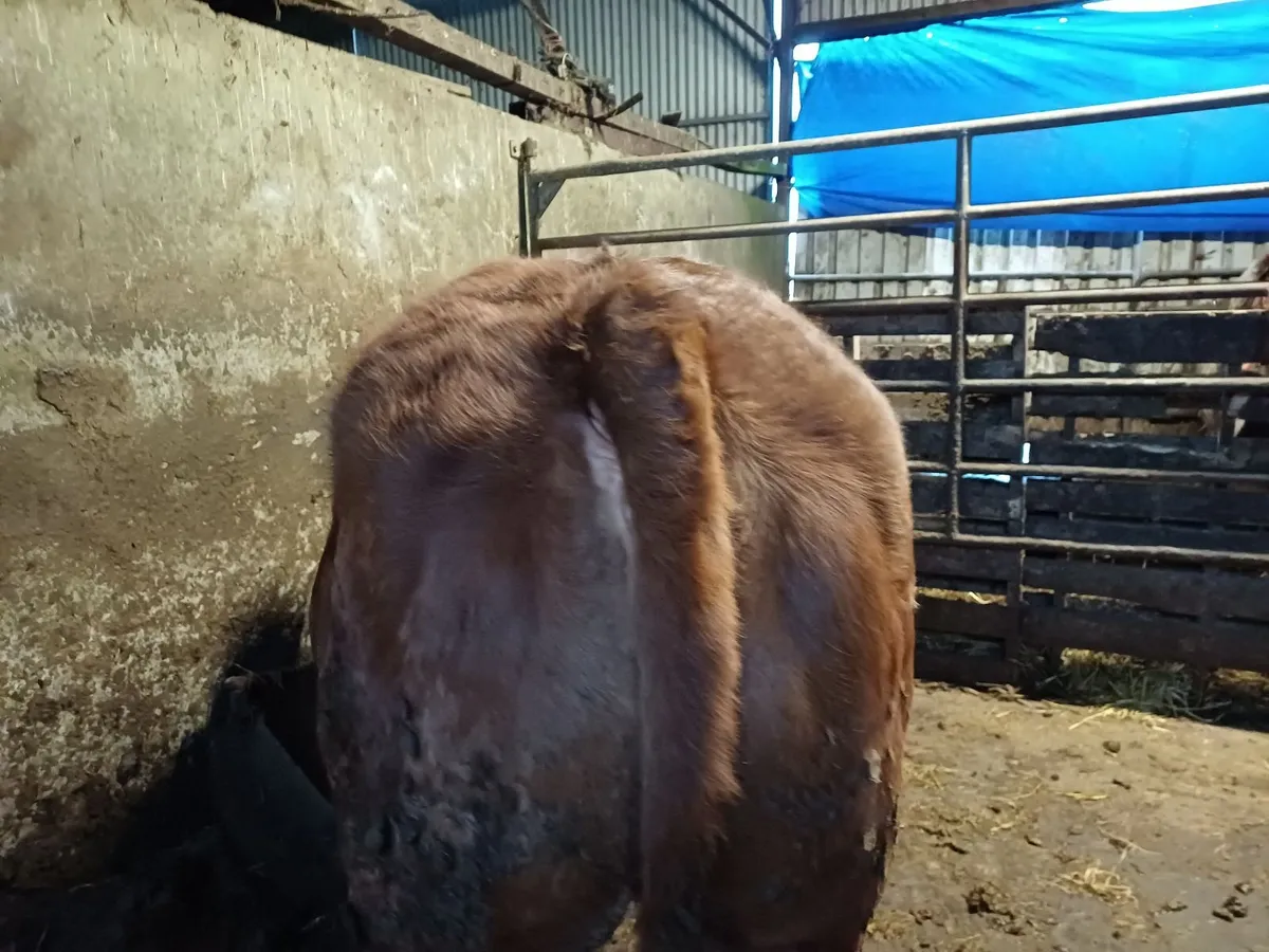 LM X BB  Weanling Heifer Castlerea Mart 2nd April - Image 1