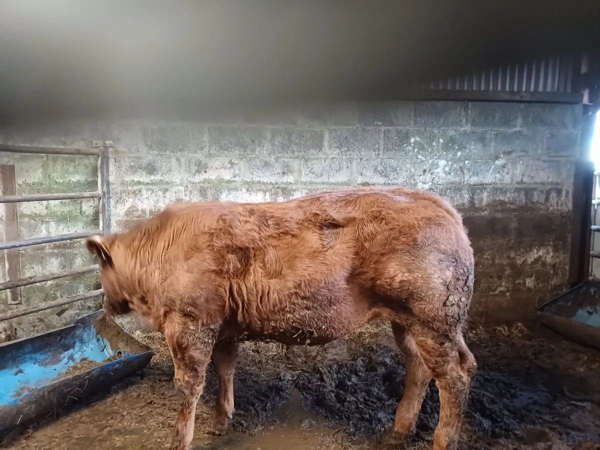 LM X BB  Weanling Heifer Castlerea Mart 2nd April - Image 2