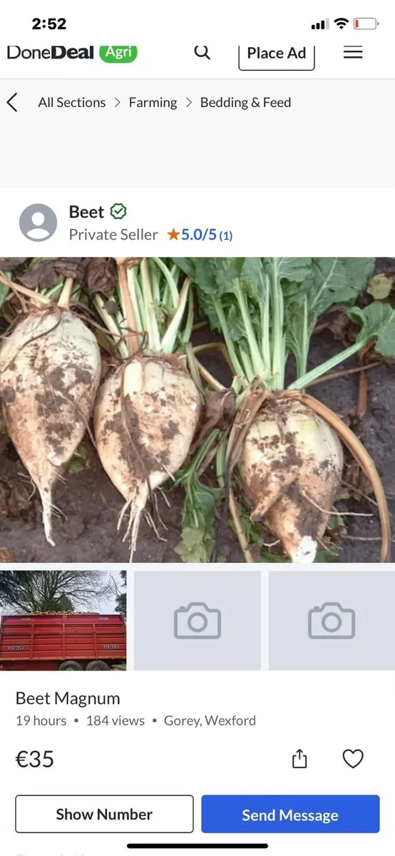 Sugar beet fresnly pulled - Image 1