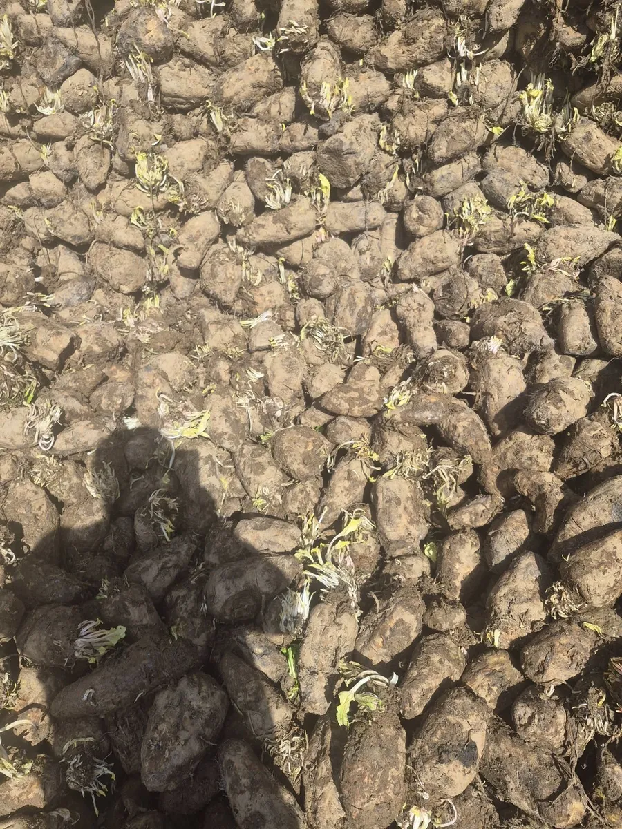 Sugar beet fresnly pulled - Image 2