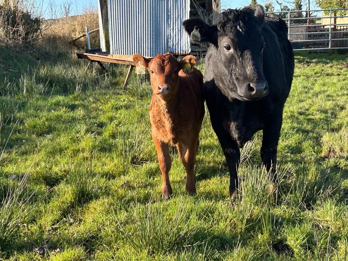 Organic Cow & Calf - Image 2