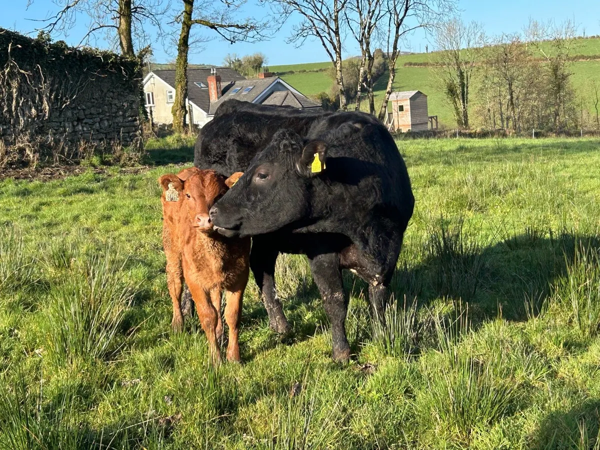 Organic Cow & Calf - Image 3