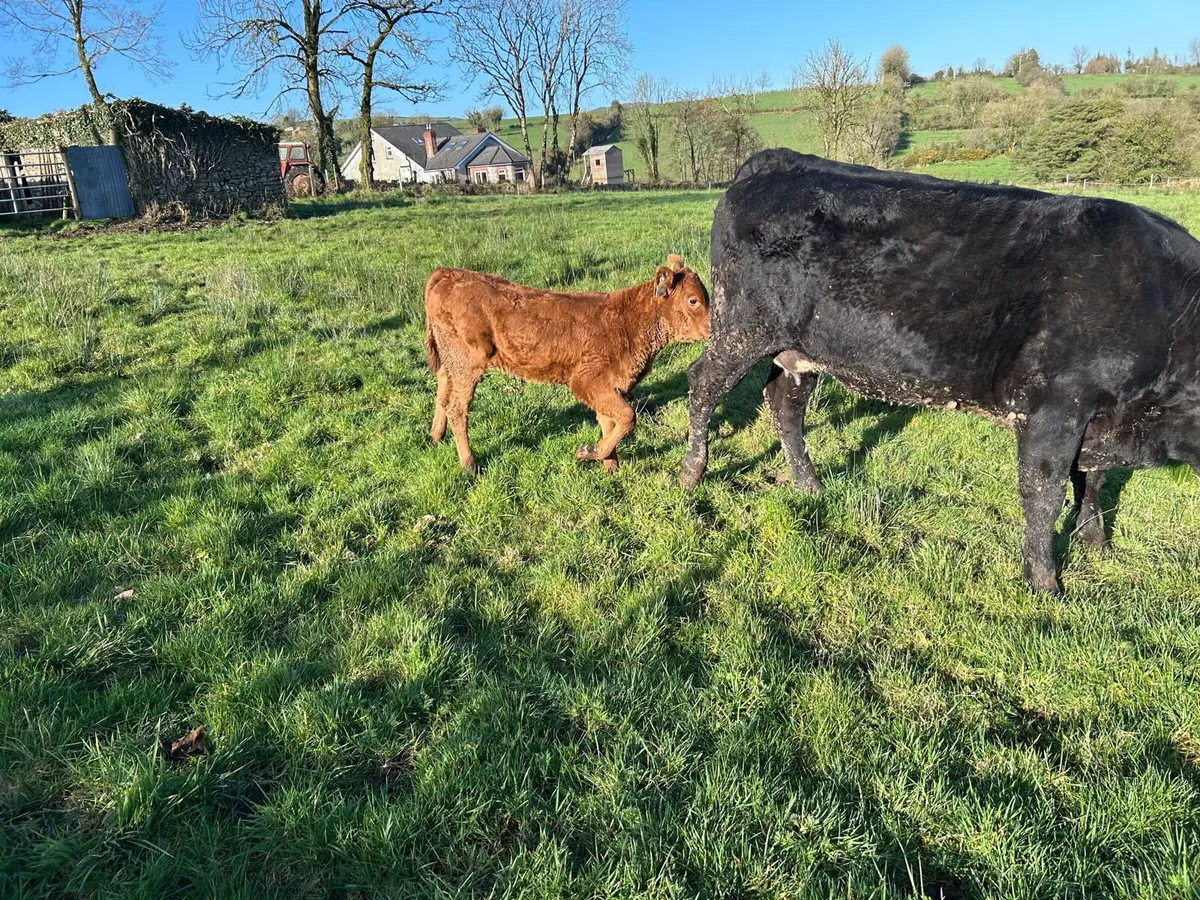 Organic Cow & Calf - Image 4