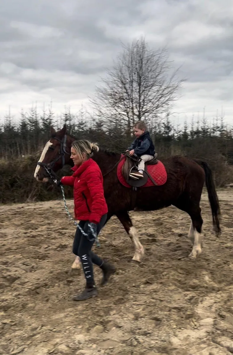 ❤️All rounder mare for sale❤️ - Image 1