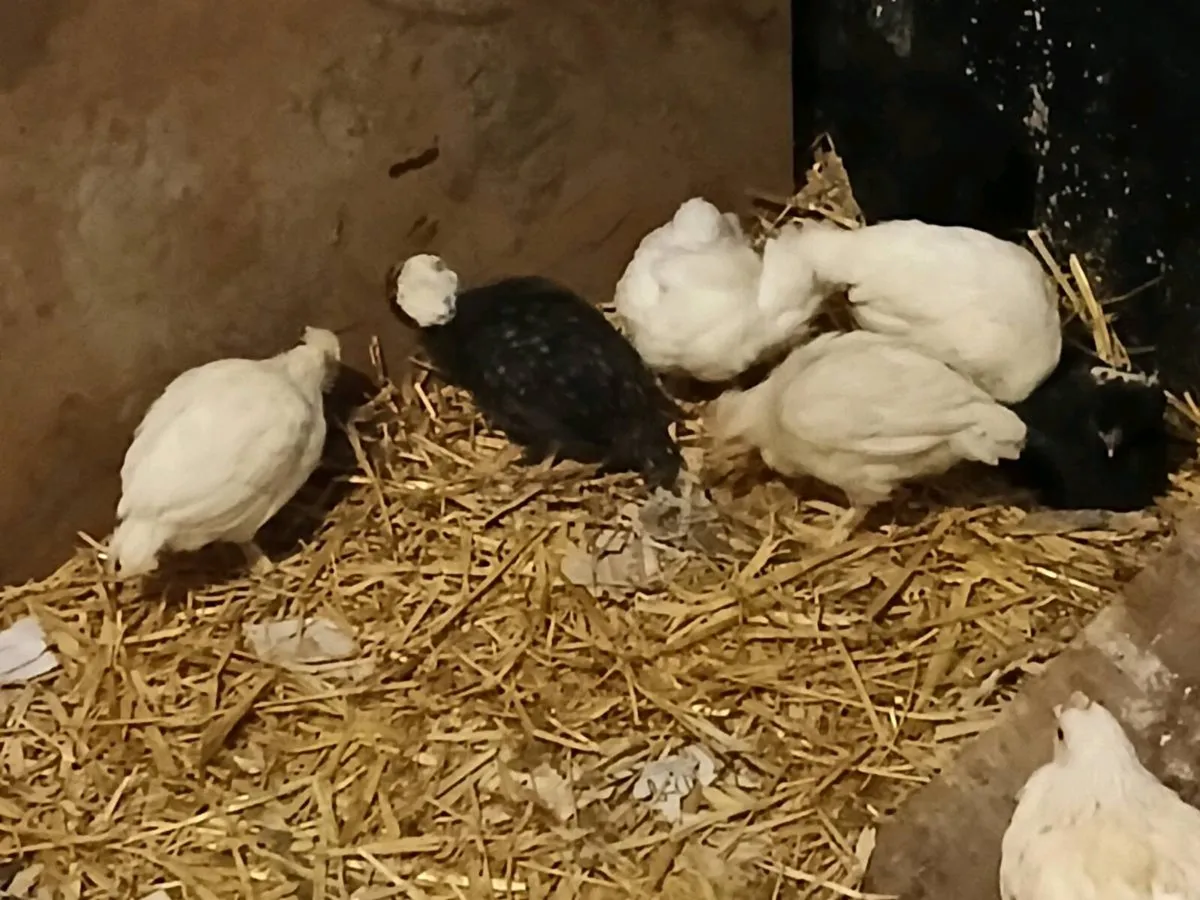Bantams - Image 2