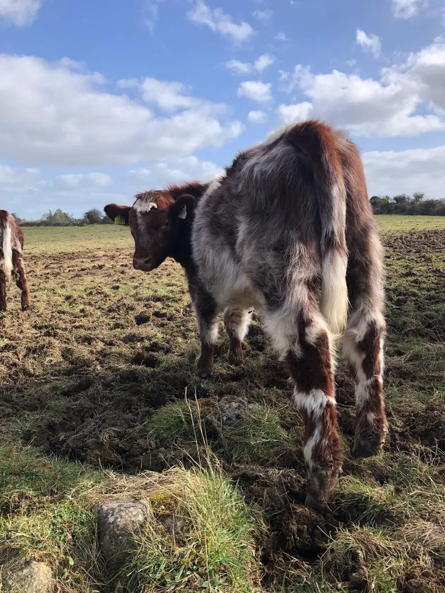 Organic Shorthorn Yearlings - Image 1