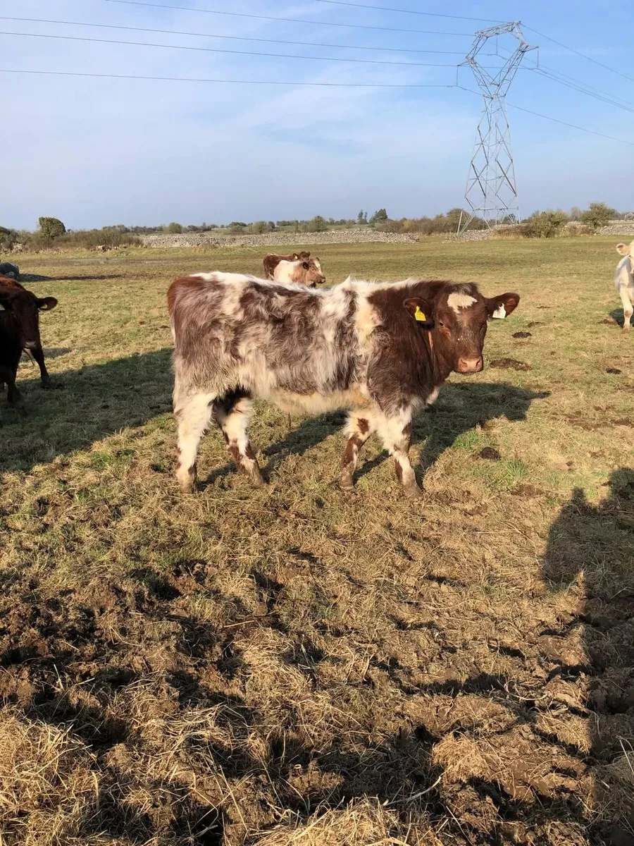 Organic Shorthorn Yearlings - Image 2