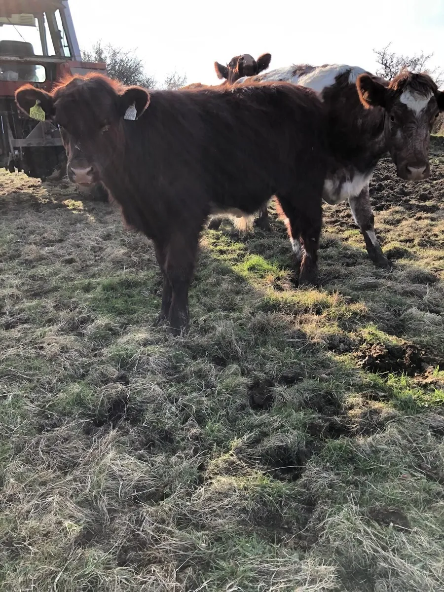 Organic Shorthorn Yearlings - Image 3