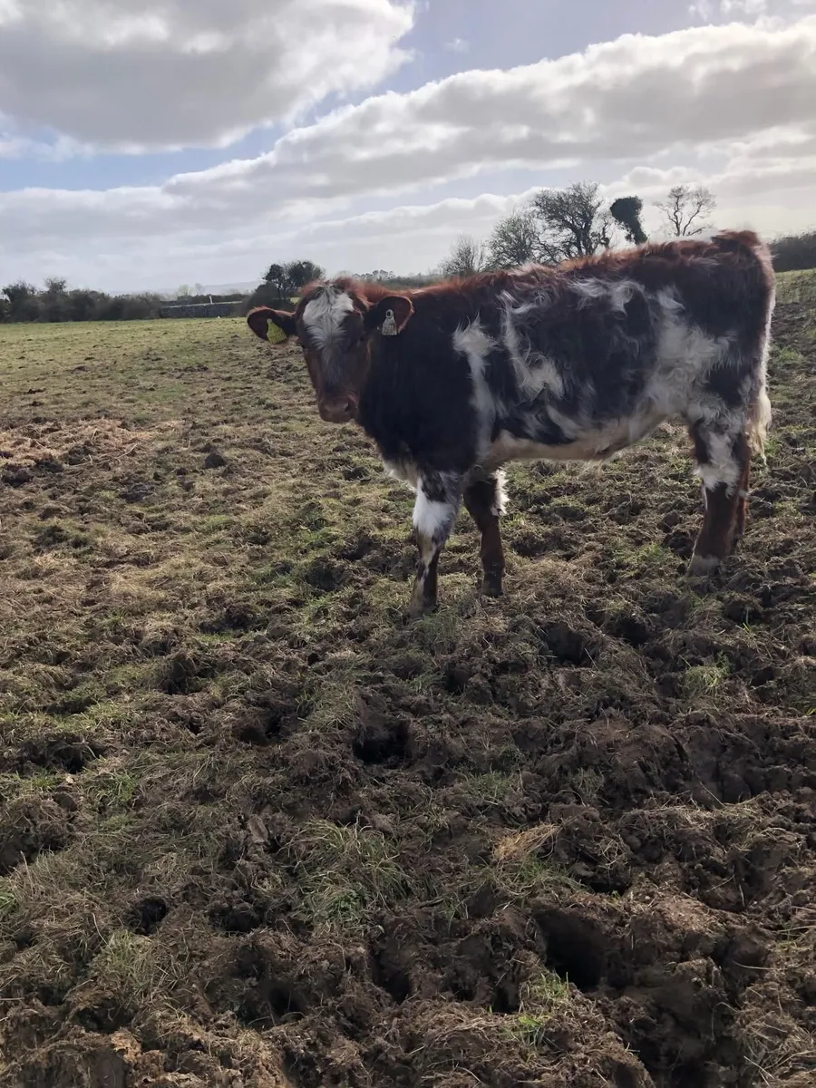 Organic Shorthorn Yearlings - Image 4