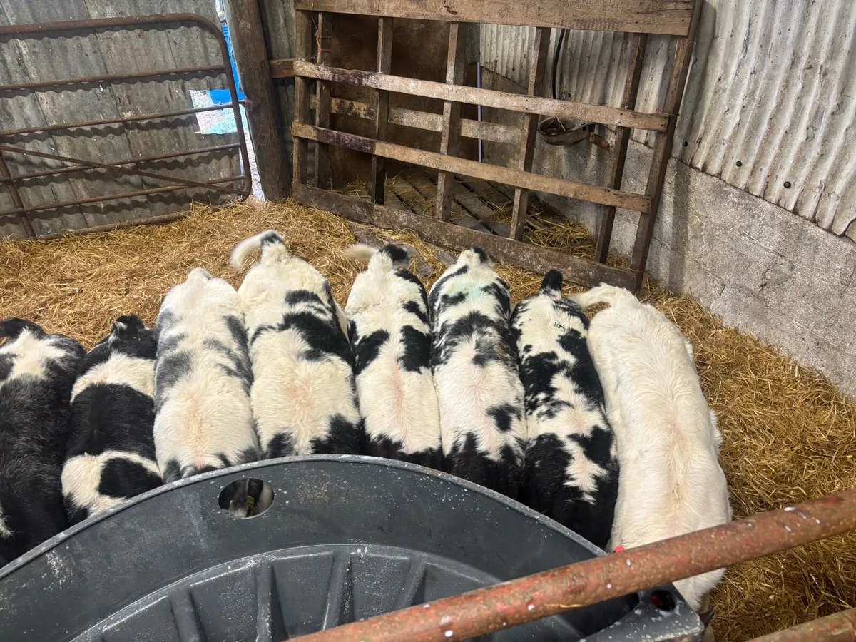 Blue & whitehead Calves for sale - Image 1