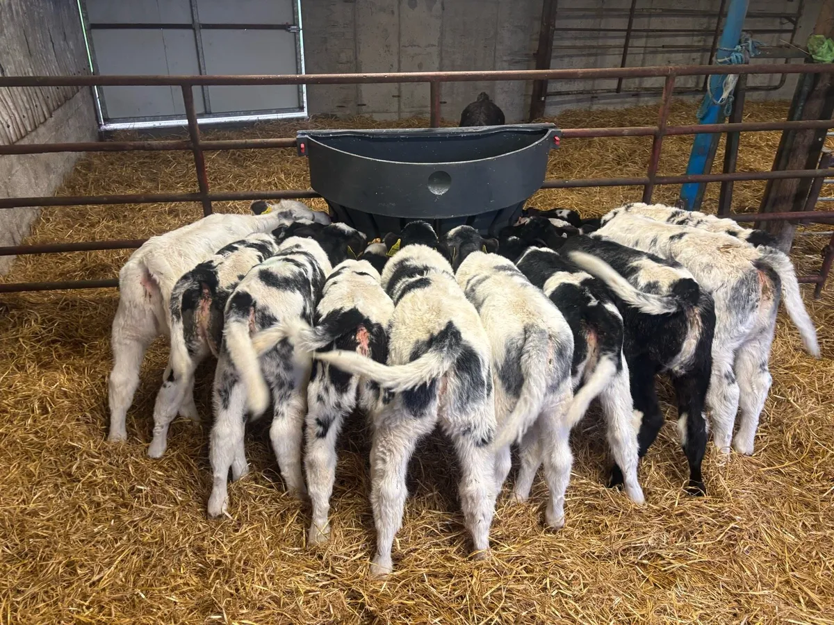 Blue & whitehead Calves for sale - Image 2
