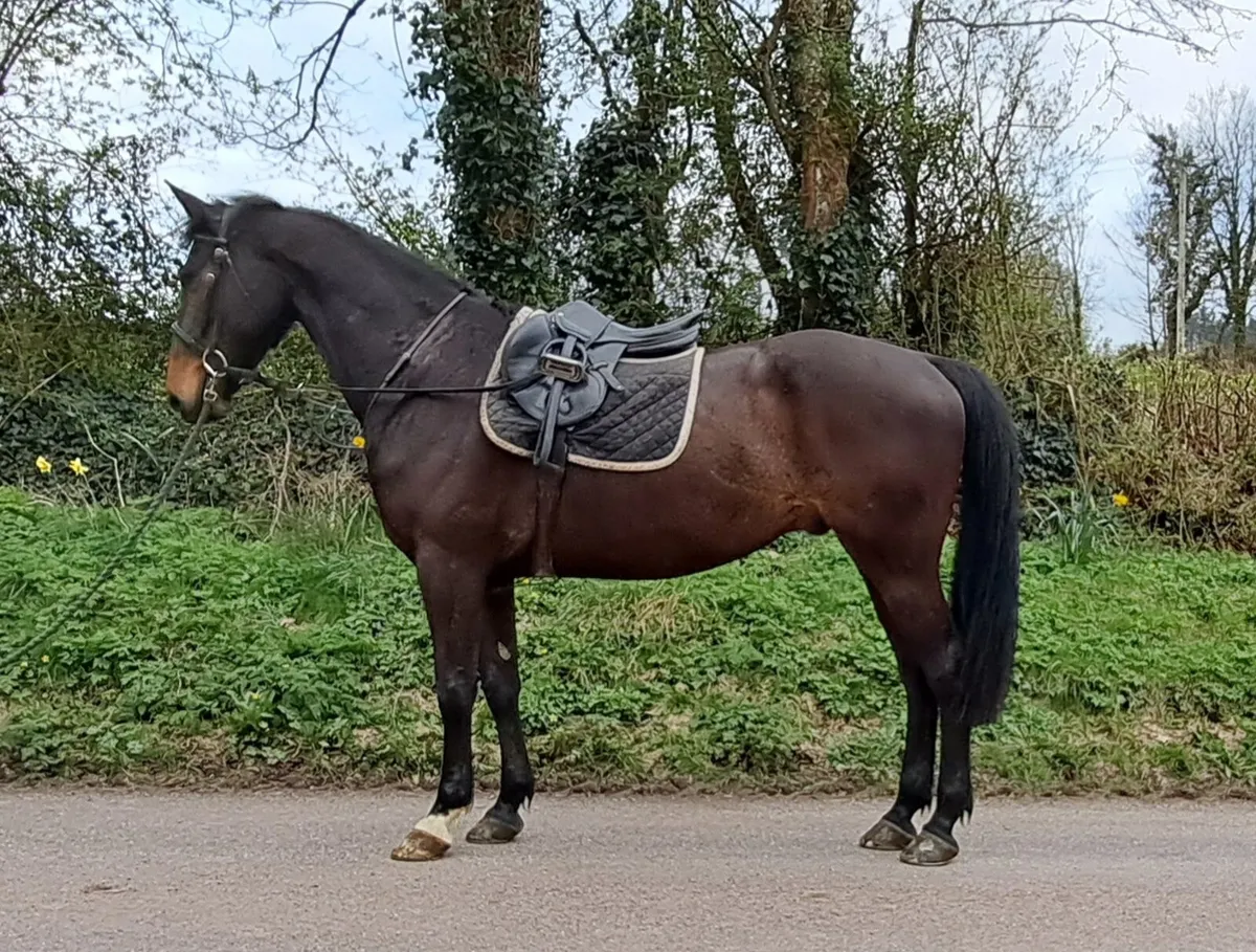 Gelding By Tabasco ex Welcome Diamond - Image 1