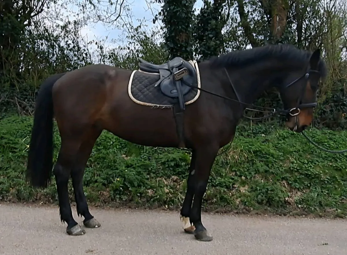 Gelding By Tabasco ex Welcome Diamond - Image 2
