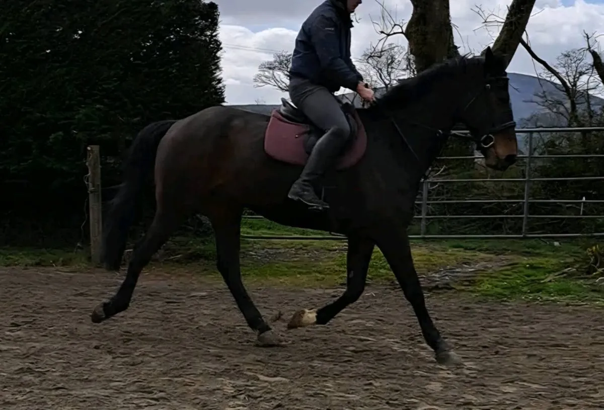 Gelding By Tabasco ex Welcome Diamond - Image 3