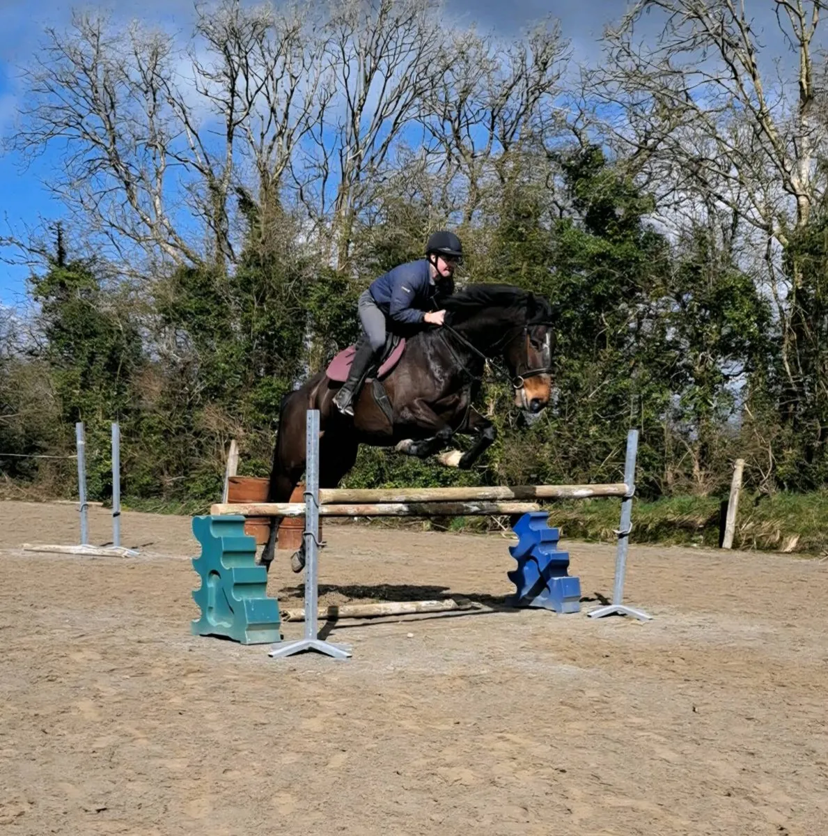 Gelding By Tabasco ex Welcome Diamond - Image 4