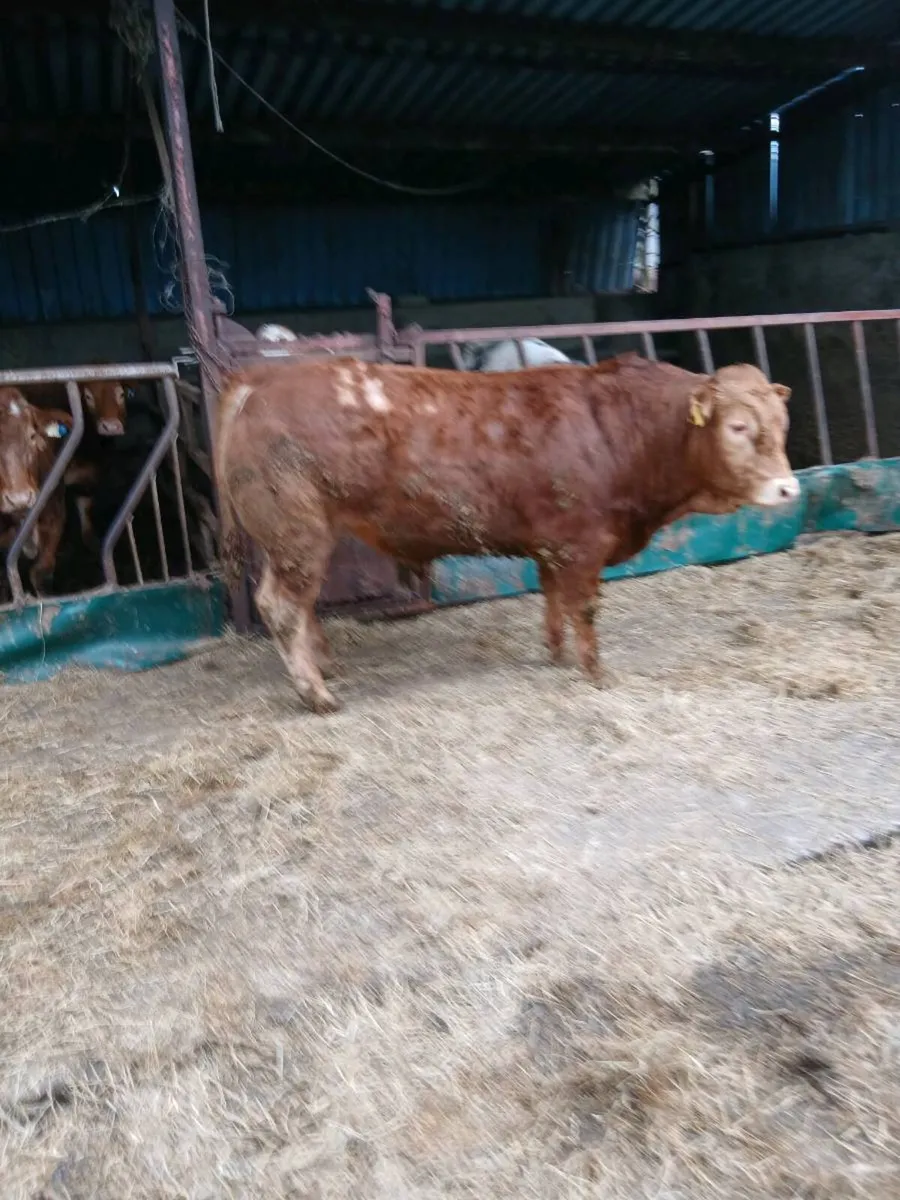 Pure bred limousine bulls - Image 3