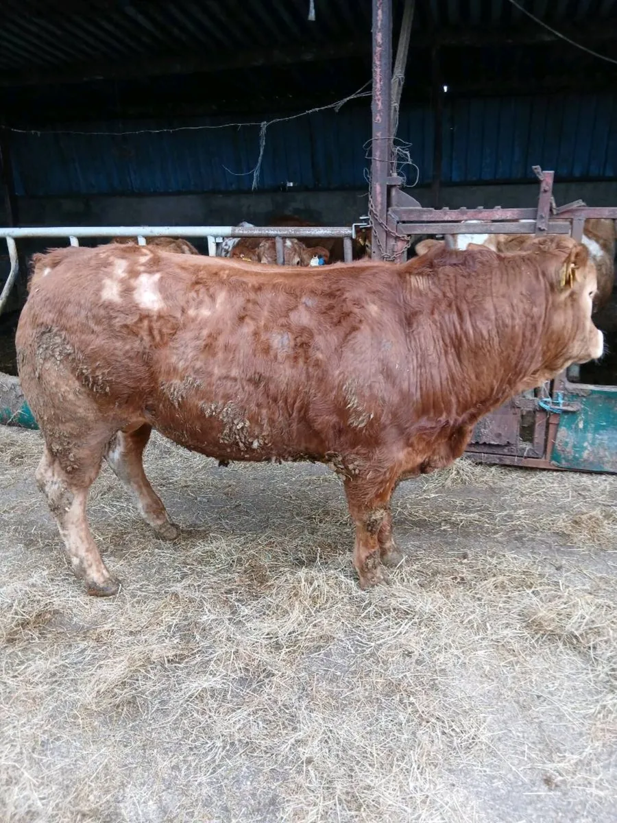 Pure bred limousine bulls - Image 4