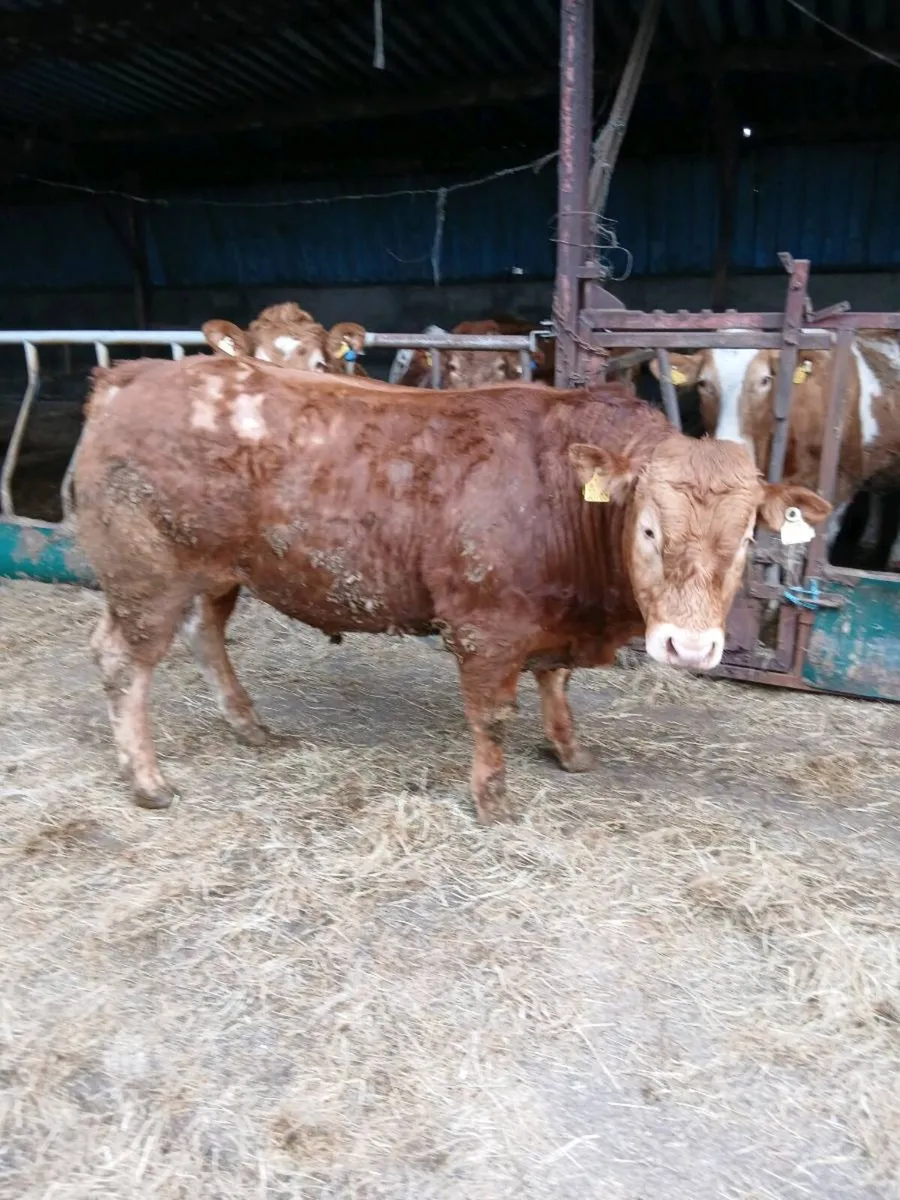 Pure bred limousine bulls - Image 2