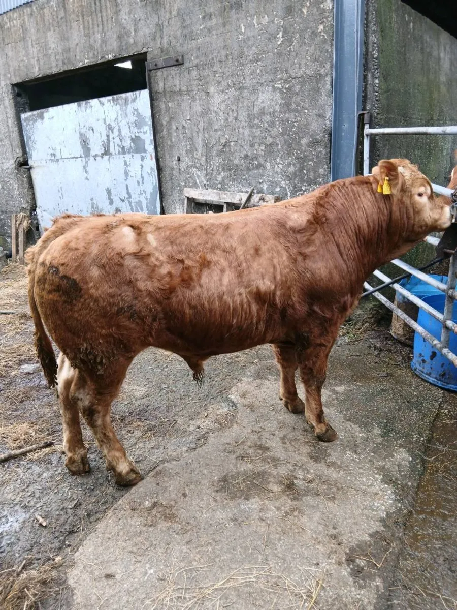 Pure bred limousine bulls - Image 1