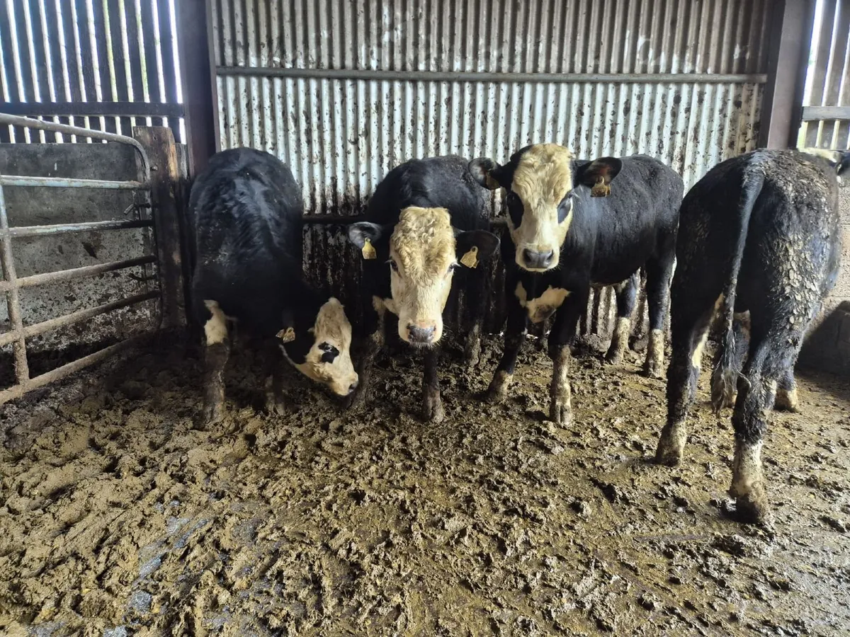 Hereford Bullocks - Image 1