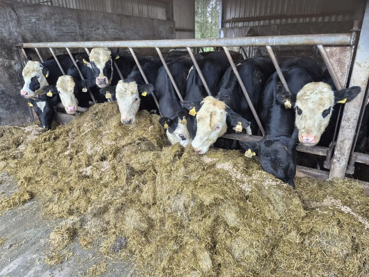 Hereford Bullocks - Image 2