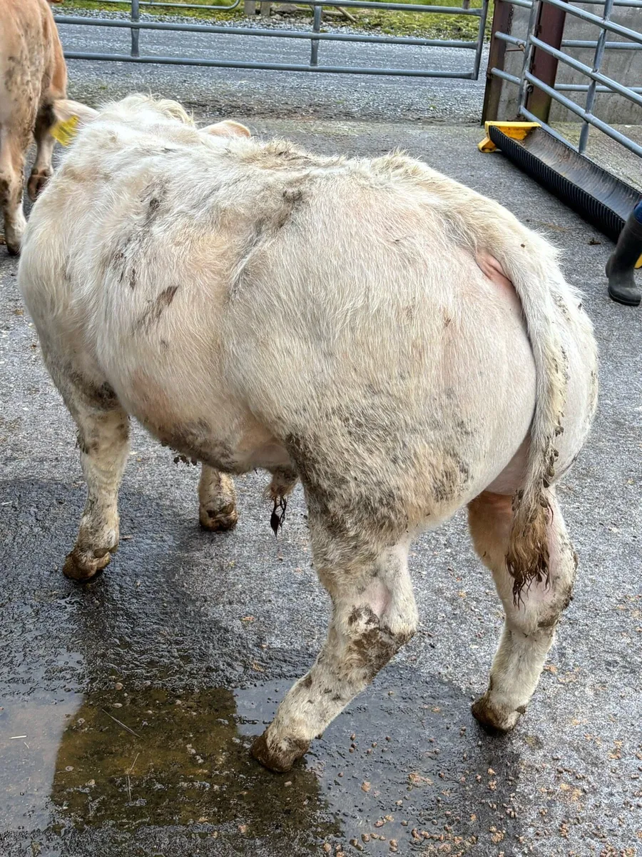 Weanling Bulls for Tuam Mart Bank Holiday Monday - Image 3