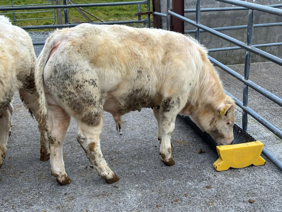 Weanling Bulls for Tuam Mart Bank Holiday Monday - Image 4