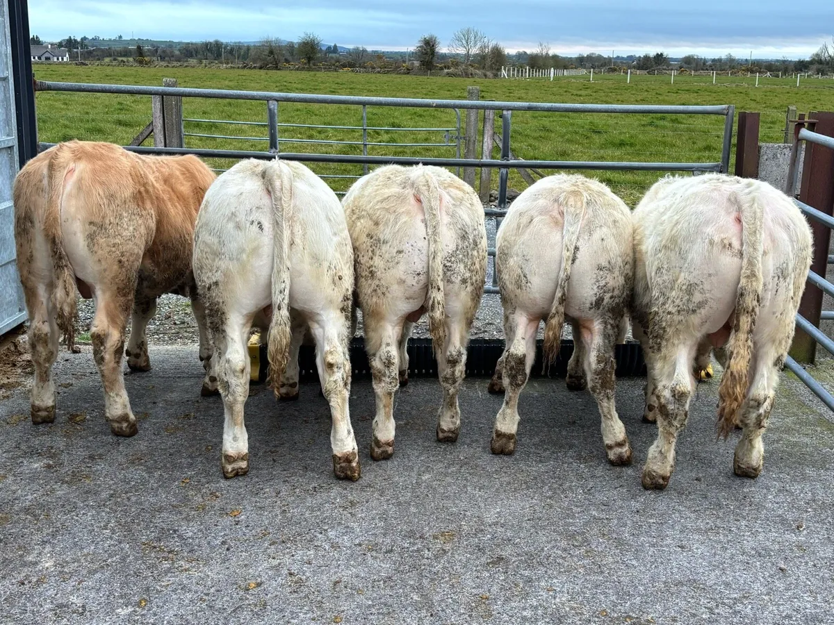 Weanling Bulls for Tuam Mart Bank Holiday Monday - Image 1