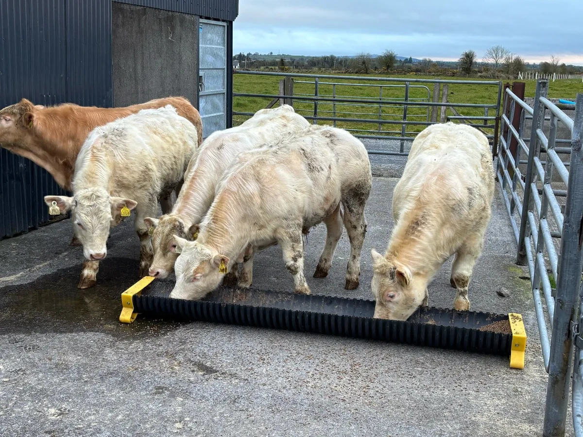 Weanling Bulls for Tuam Mart Bank Holiday Monday - Image 2