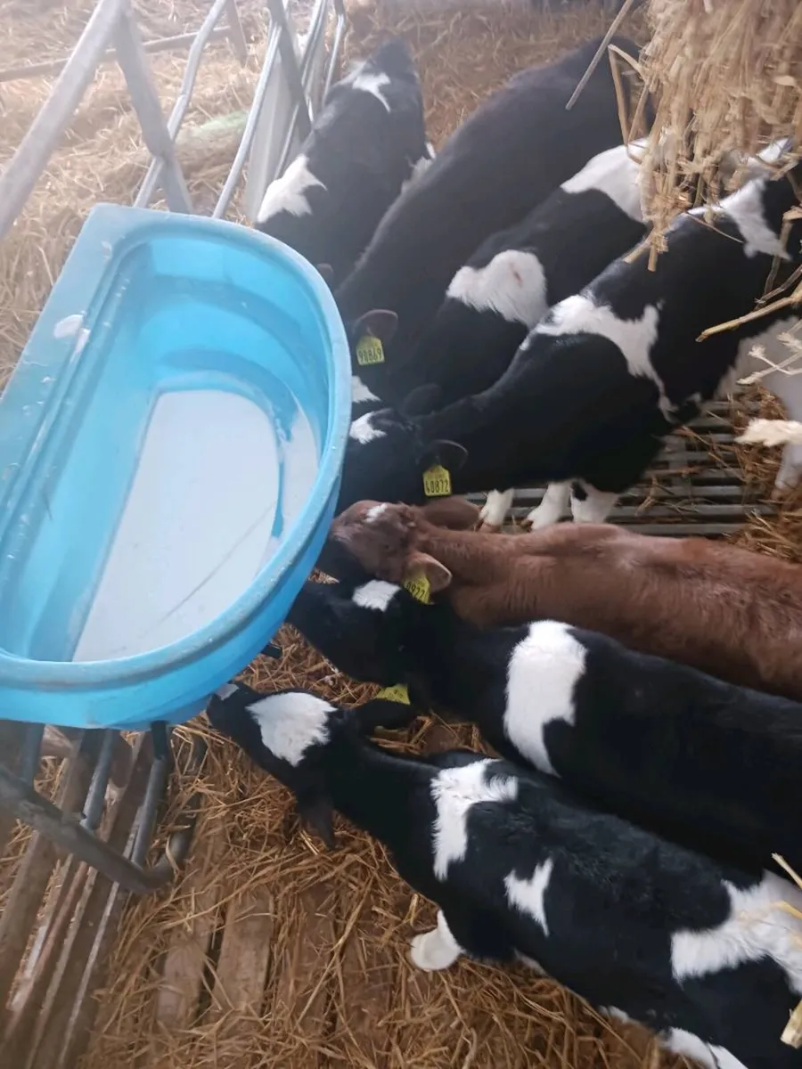 Heifer Calves - Image 1