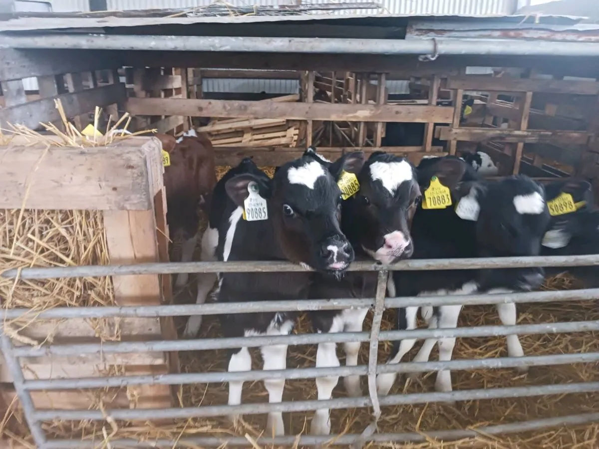 Heifer Calves - Image 2