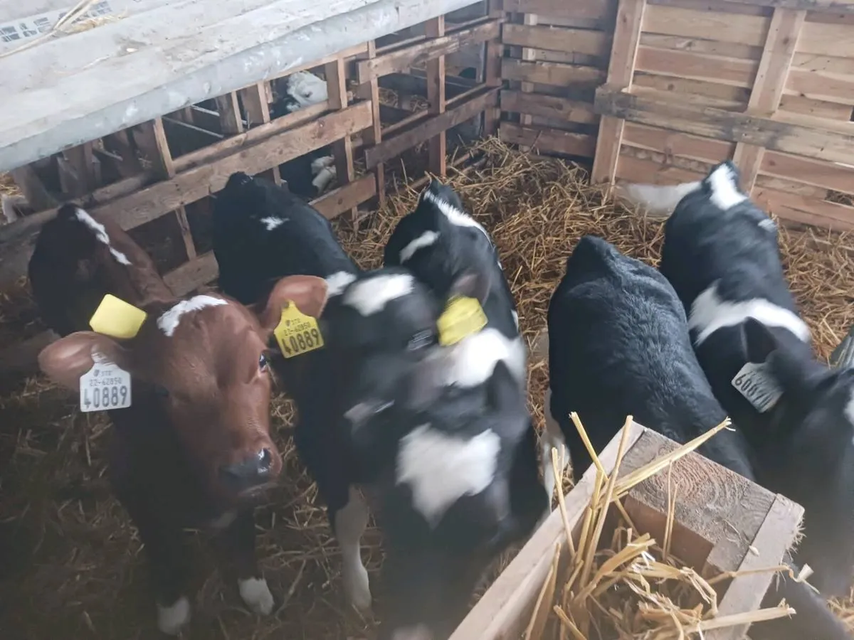 Heifer Calves - Image 3
