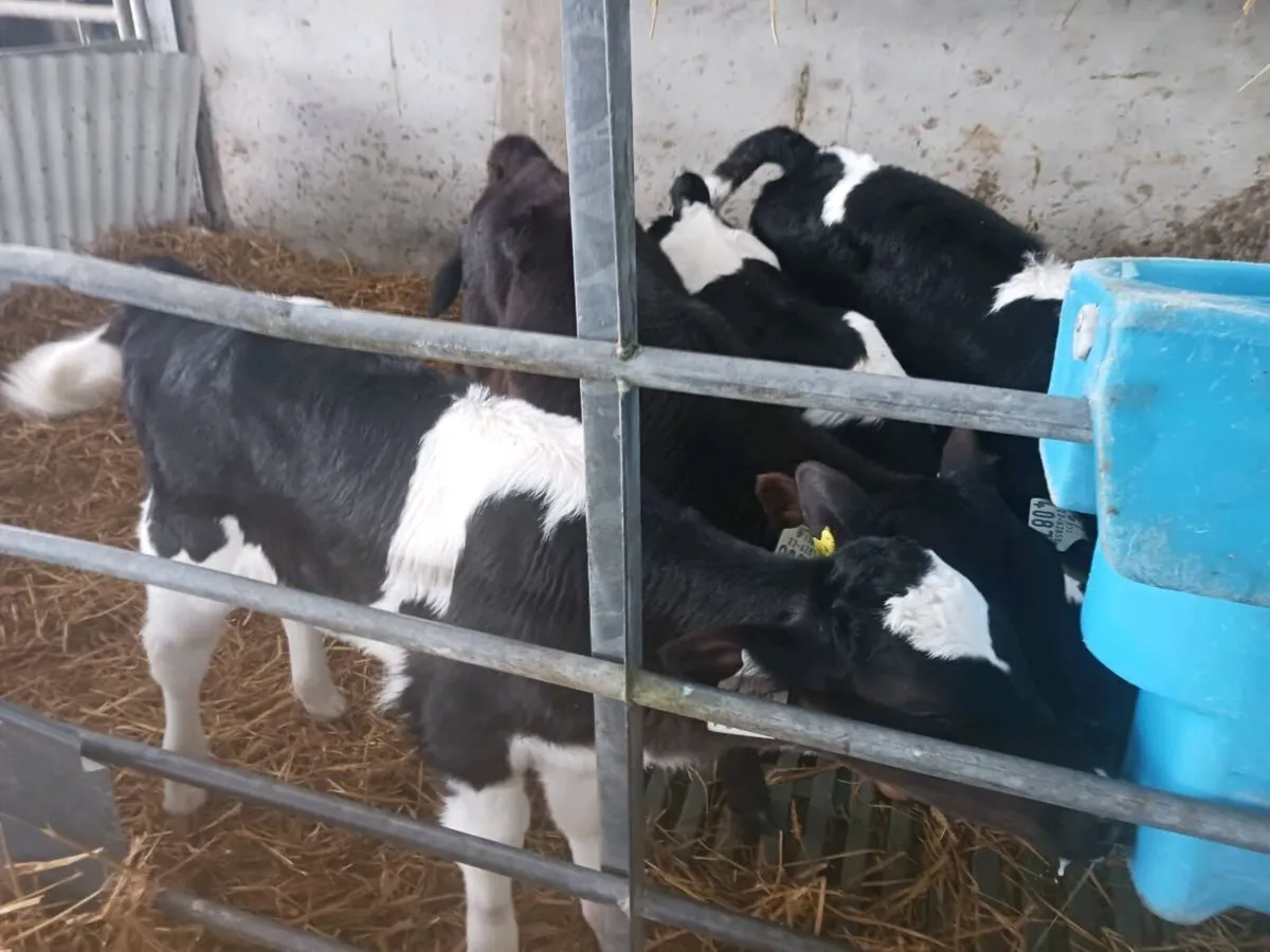 Heifer Calves - Image 4