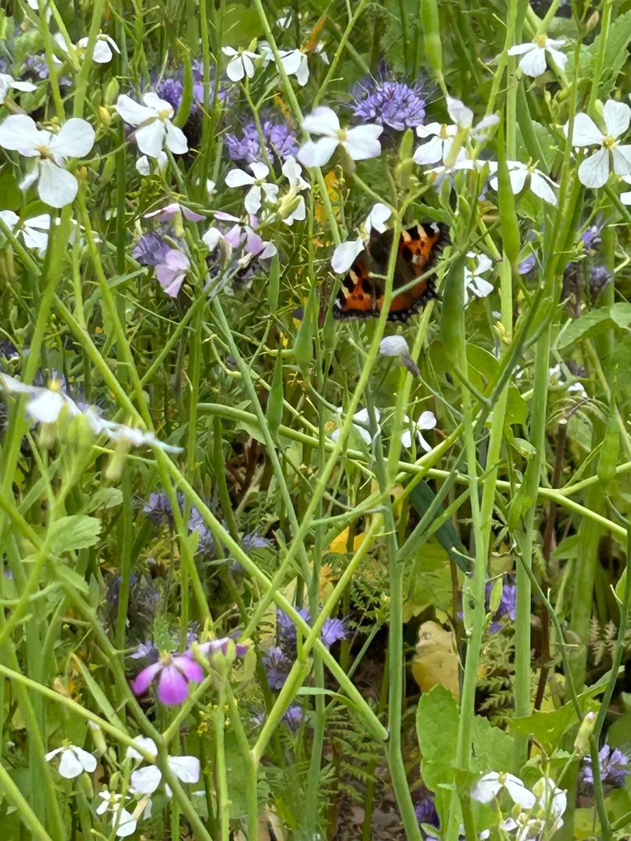 ACRES Winter Bird Cover seed - Image 1