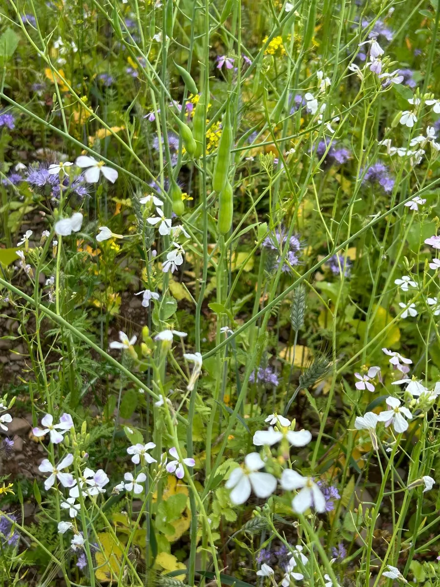 ACRES Winter Bird Cover seed - Image 2