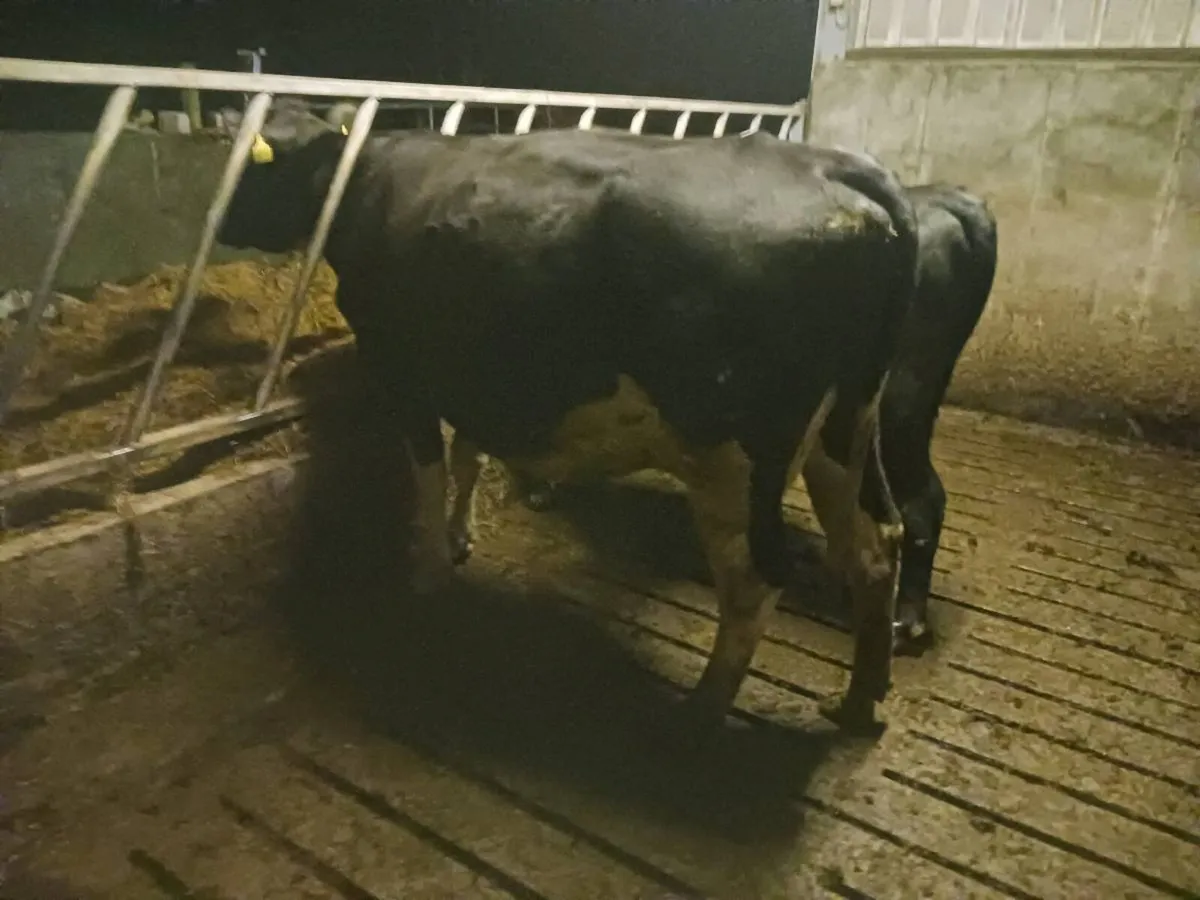 Xbred Incalf Cows - Image 4