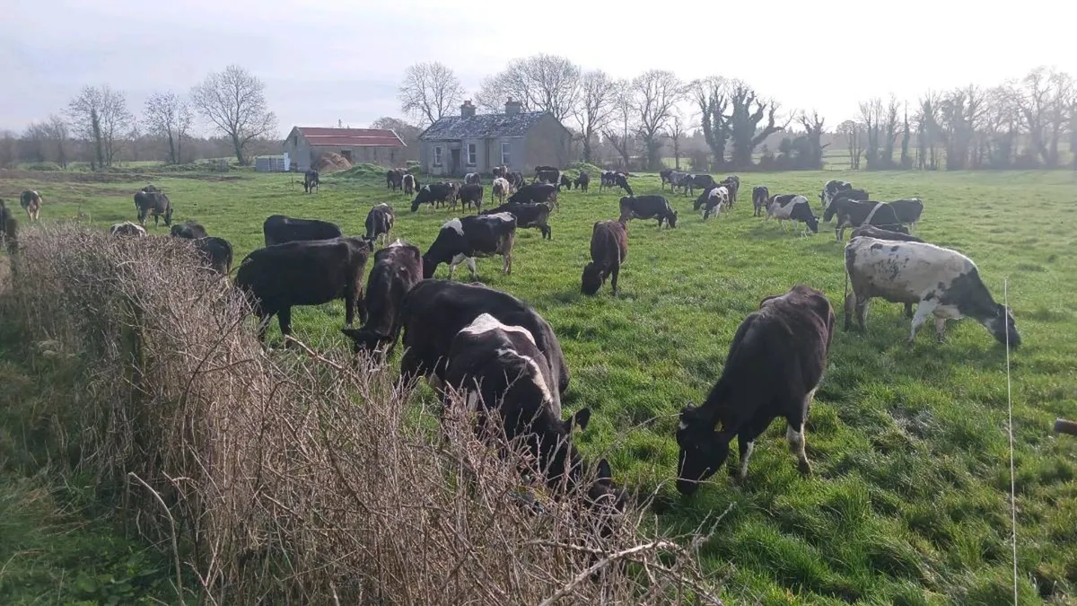 Xbred Incalf Cows - Image 1