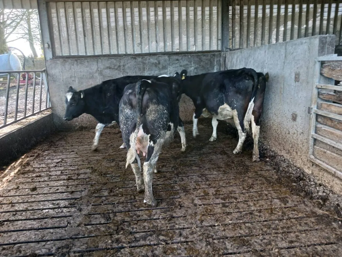 Xbred Incalf Cows - Image 2