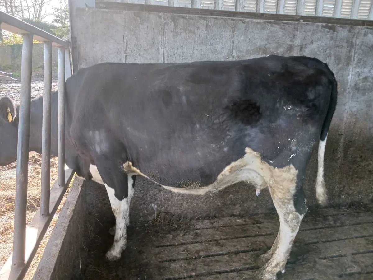 Xbred Incalf Cows - Image 3