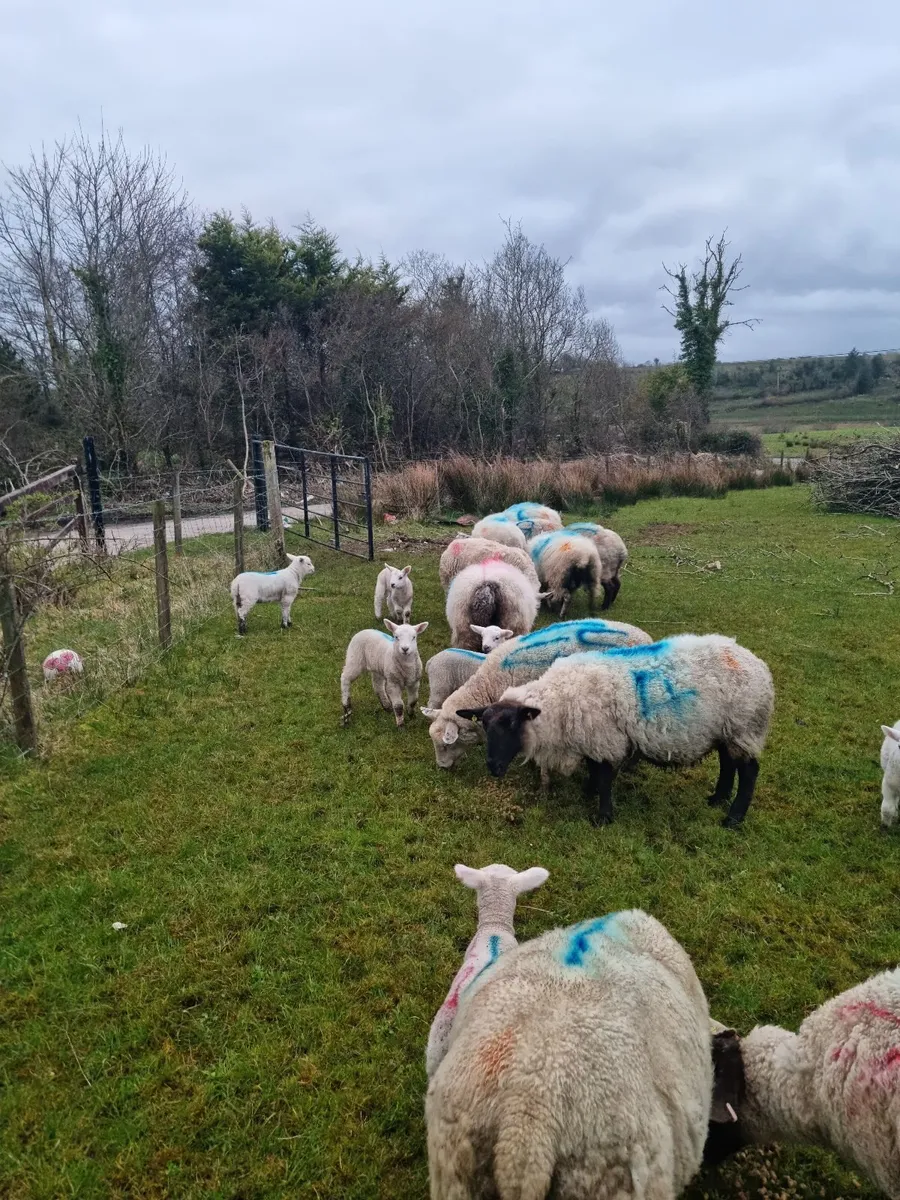 Ewes and Lambs